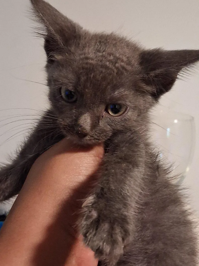 A baby small-sized male Blue Cream Domestic Short Hair cat named Shuffle for adoption in Raleigh, NC