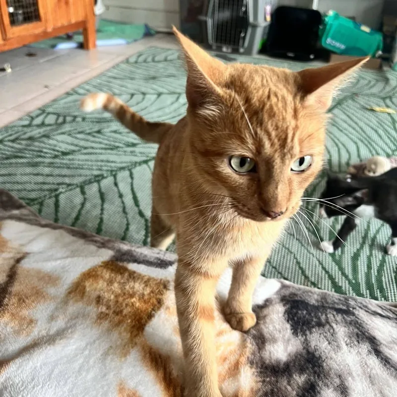 A young medium-sized female Orange / Red Domestic Short Hair cat named Saffron for adoption in Shreveport, LA