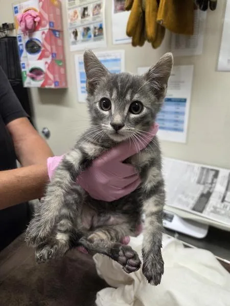 A baby small-sized male Domestic Short Hair cat named Tom for adoption in El Cajon, CA