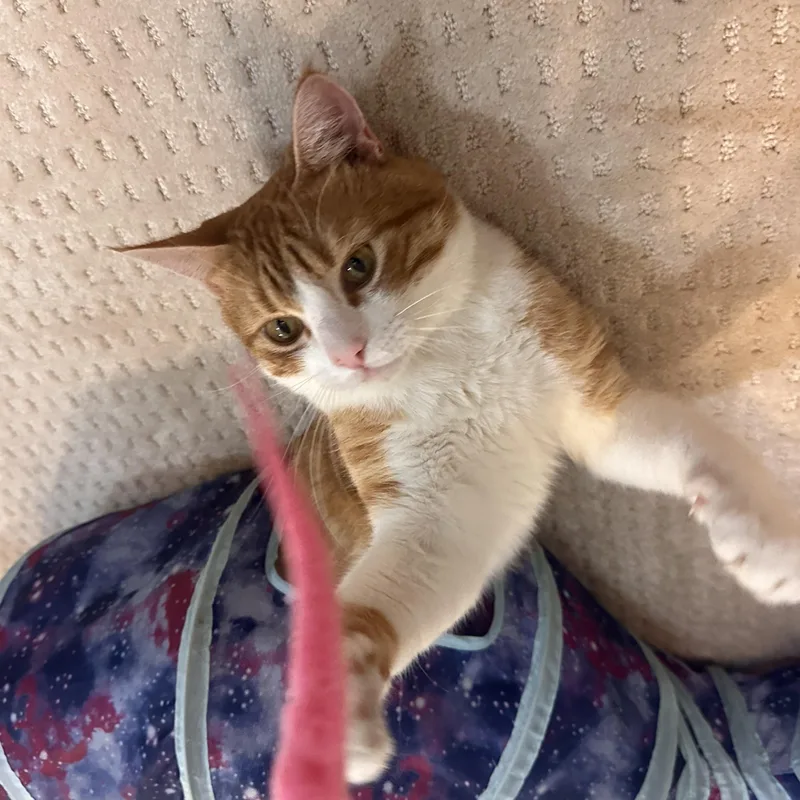 A young medium-sized male Orange & White Domestic Short Hair cat named Chap for adoption in Medford, MA