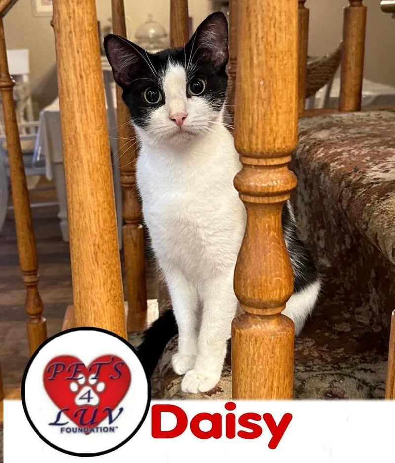 Daisybella Meadow thumbnail 2