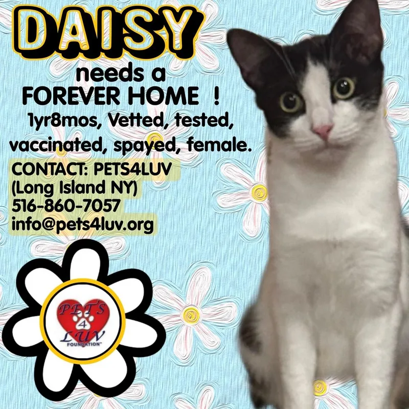 Daisybella Meadow thumbnail 3