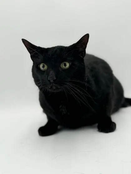 An adult extra large-sized male Domestic Short Hair cat named Bear for adoption in Bowling Green, KY