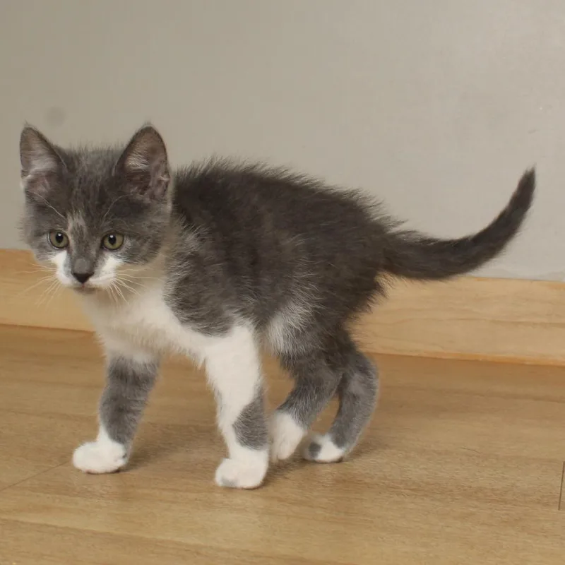 A baby small-sized male Gray / Blue / Silver Domestic Short Hair cat named Cricket C for adoption in Minnetonka, MN
