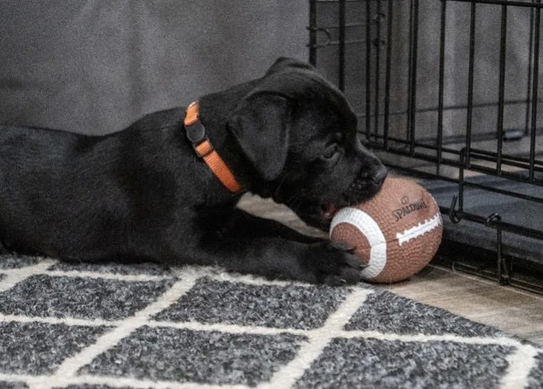 A baby medium-sized female Labrador Retriever dog named Bean for adoption in Mount Juliet, TN