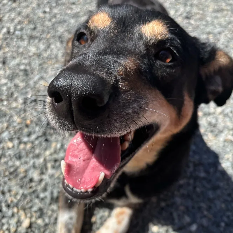 An adult large-sized male Black Mixed Breed dog named Louie for adoption in Fredericksburg, VA