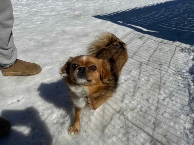 A young small-sized male Pekingese dog named Ollie for adoption in Randolph Center, VT