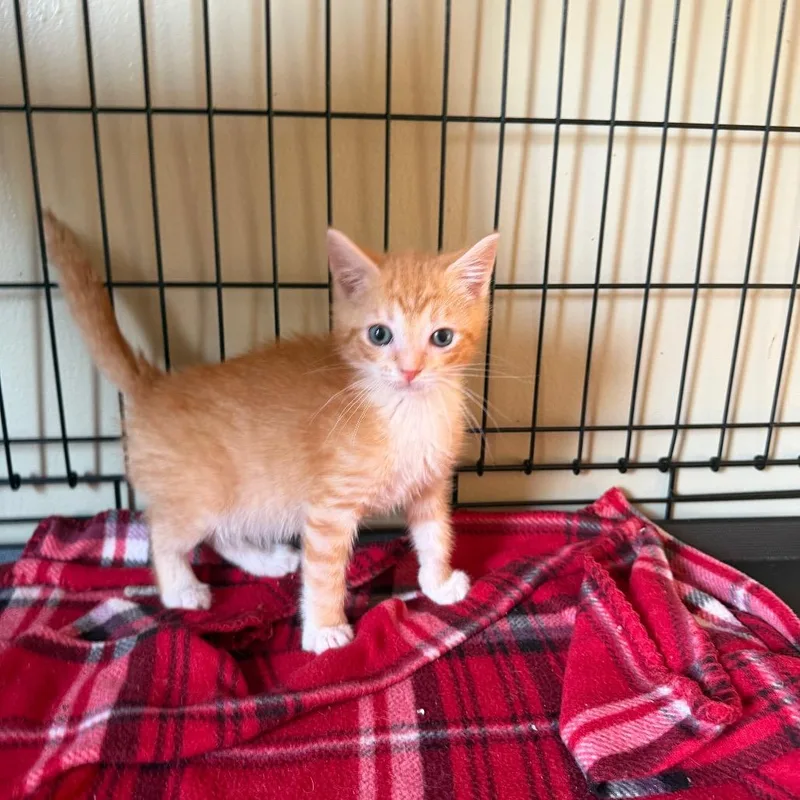 A baby small-sized male Orange / Red Domestic Short Hair cat named Maliki for adoption in Parkersburg, WV