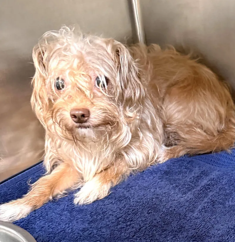 An adult small-sized male Terrier dog named Curly for adoption in Uxbridge, MA