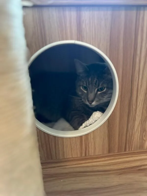An adult medium-sized male Tabby (Gray / Blue / Silver) Domestic Short Hair cat named Ollie for adoption in Marietta, GA