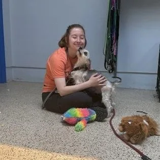 An adult small-sized male Yorkshire Terrier dog named Cilas for adoption in Philadelphia, PA