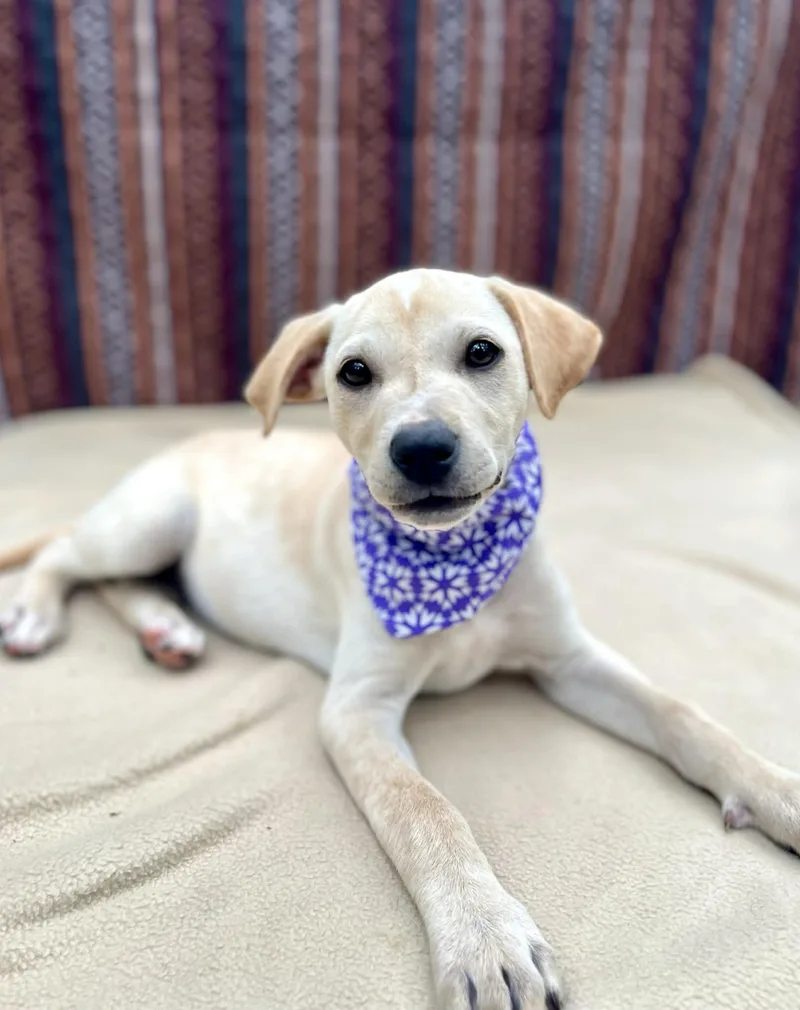 A baby medium-sized female Yellow / Tan / Blond / Fawn Labrador Retriever dog named Zelda for adoption in Gulfport, MS