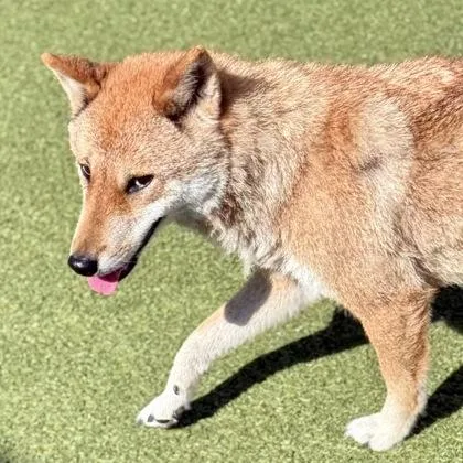 An adult medium-sized female Shiba Inu dog named Mochi for adoption in Largo, FL