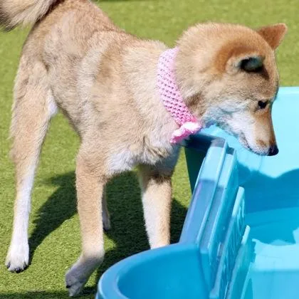 Mochi thumbnail 2