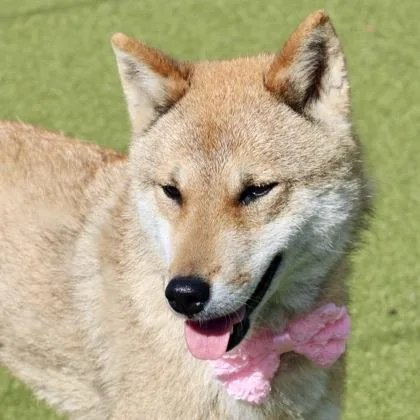 Mochi thumbnail 3