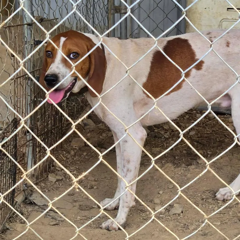 An adult large-sized male White / Cream Hound dog named Boone for adoption in Frederick, MD