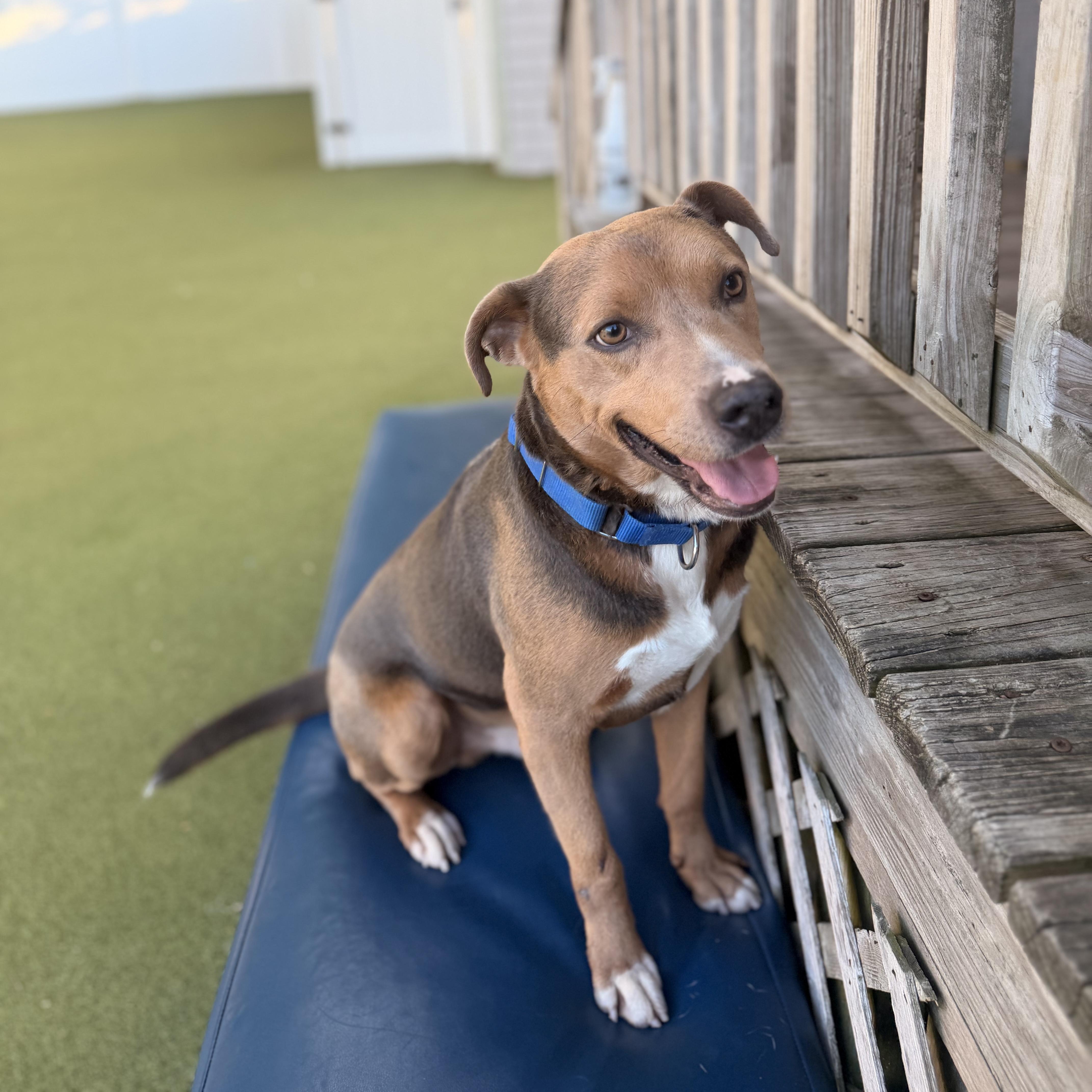 A young medium-sized male Terrier dog named Sam for adoption in New Bedford, MA