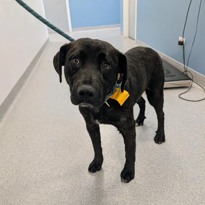 A young medium-sized male Black Mixed Breed dog named Walter for adoption in Wheeling, IL