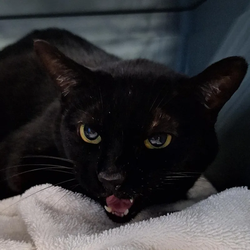 Nala