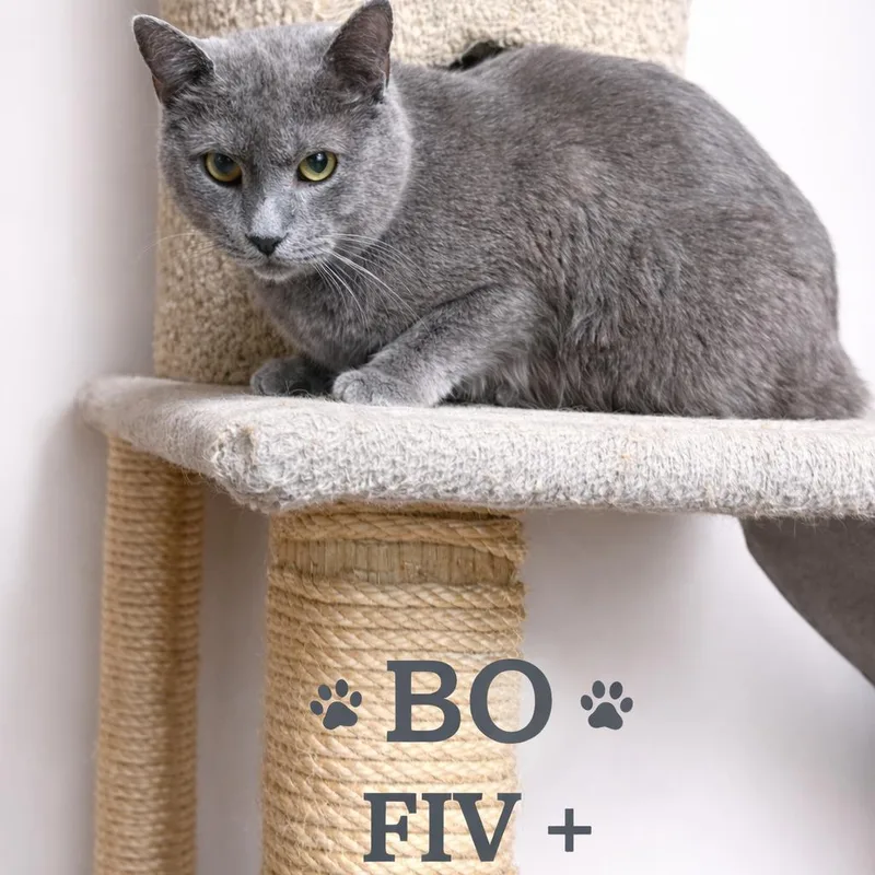 An adult small-sized male Gray / Blue / Silver Russian Blue cat named Bo for adoption in Lancaster, OH