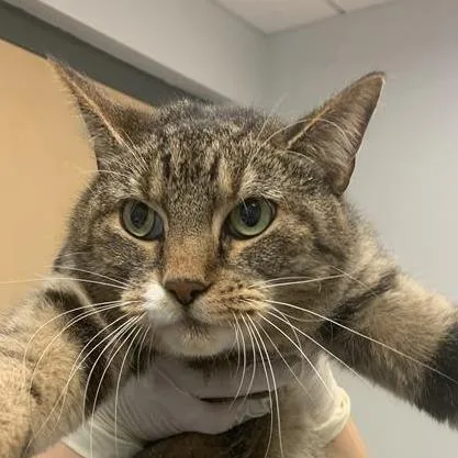 An adult medium-sized female Brown / Chocolate Domestic Short Hair cat named Titanium for adoption in Jacksonville, FL