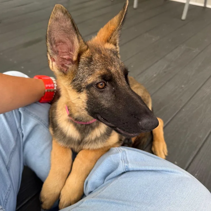 A baby large-sized female Yellow / Tan / Blond / Fawn German Shepherd Dog dog named Bellagio for adoption in Lakeland, FL