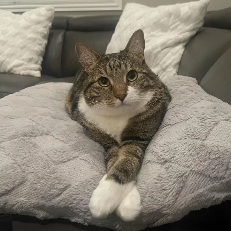 A senior small-sized male Brown / Chocolate Domestic Short Hair cat named Frenchie for adoption in Los Angeles, CA