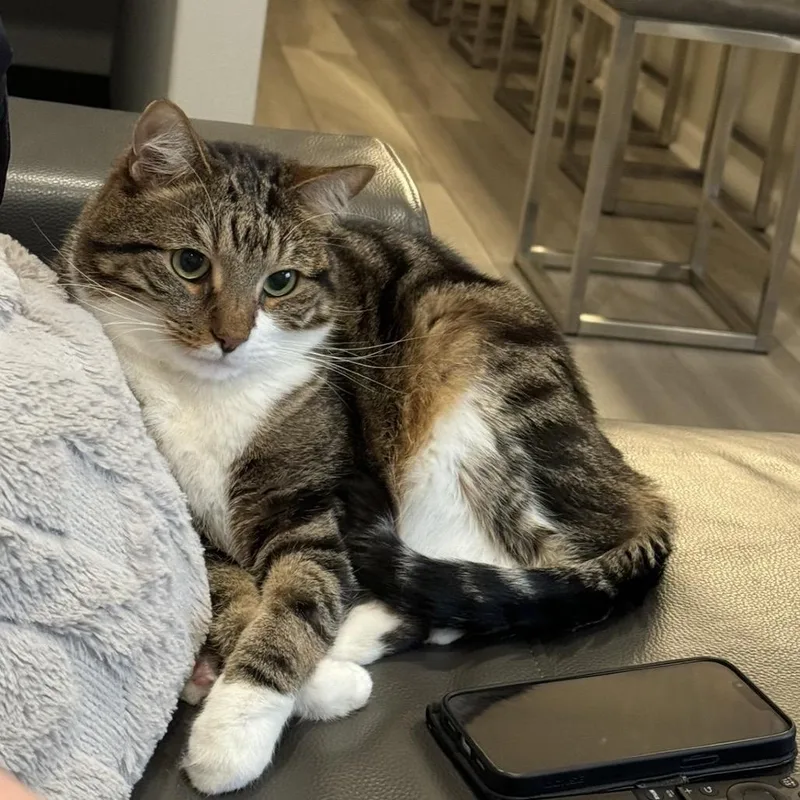 Frenchie thumbnail 2