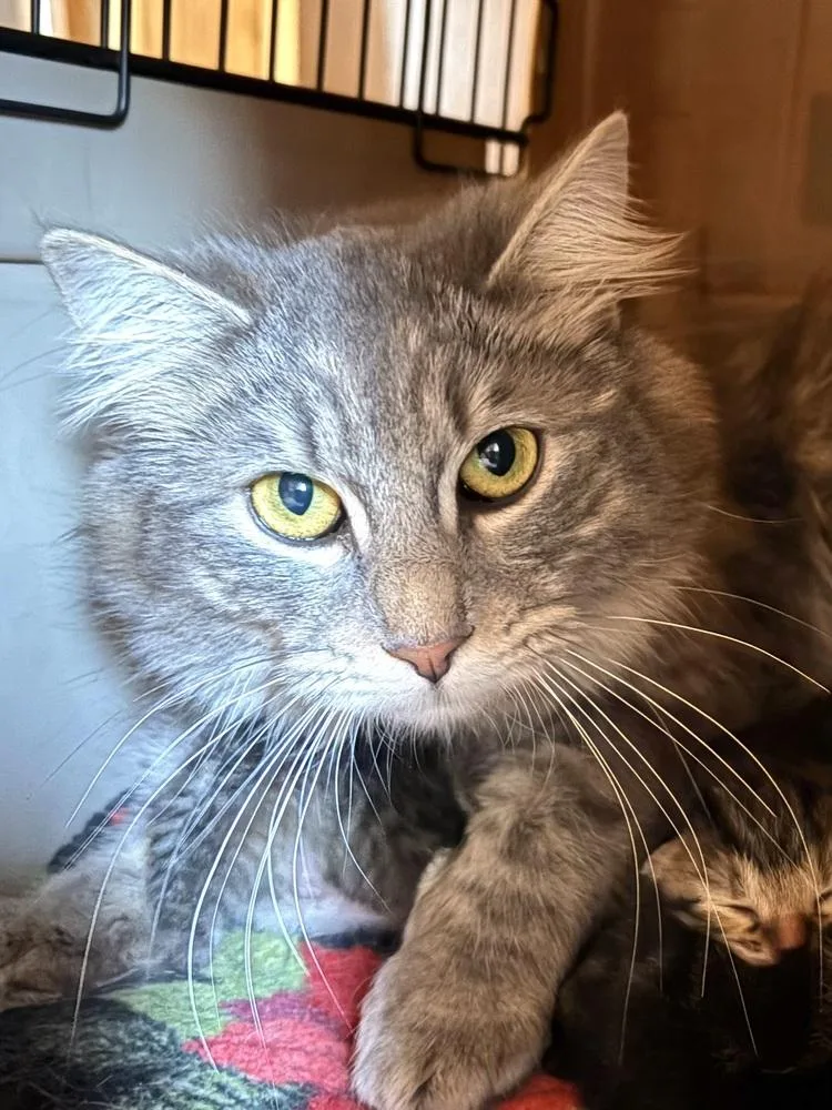 An adult medium-sized female Domestic Long Hair cat named Fluffy for adoption in Bend, OR