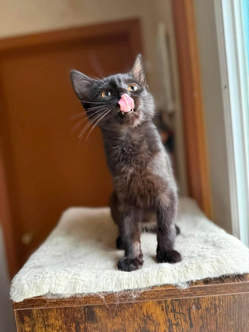 A young medium-sized male Black Domestic Short Hair cat named Roper for adoption in Marion, IN