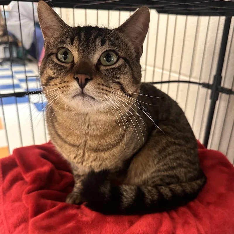 A young large-sized male Brown / Chocolate Domestic Short Hair cat named Bazooka for adoption in Rocky Mount, VA