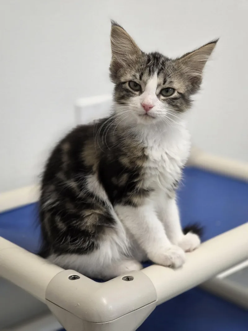 A baby small-sized female Tabby (Gray / Blue / Silver) Domestic Short Hair cat named Lulu for adoption in Shelby, MI
