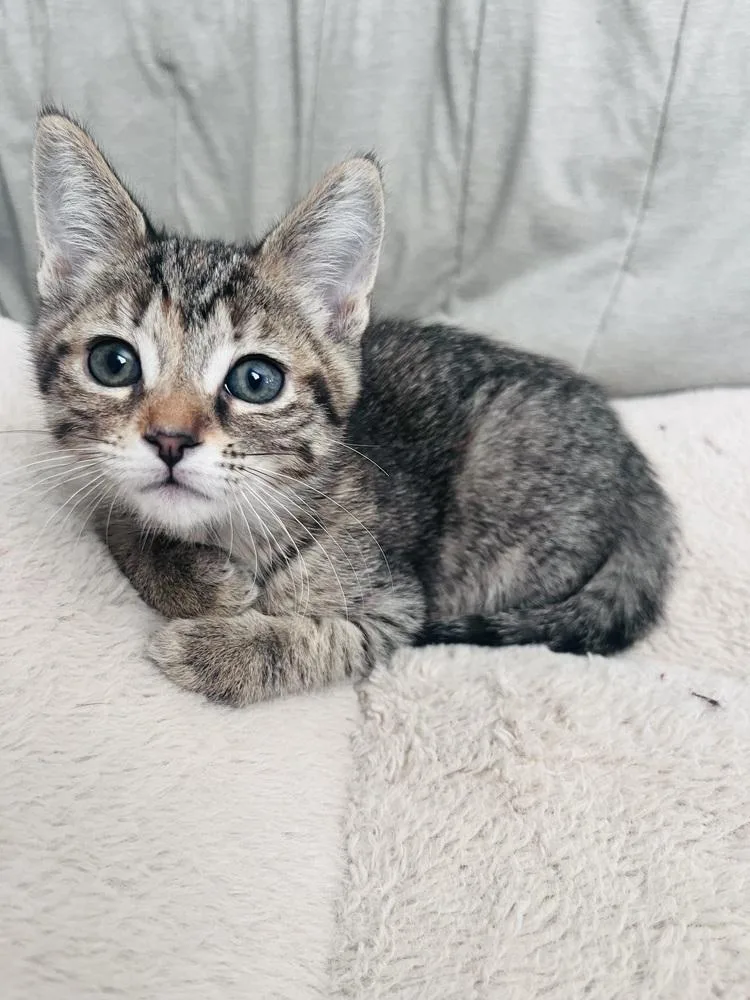 A baby medium-sized female Tabby (Brown / Chocolate) Domestic Short Hair cat named Leilani for adoption in Clinton Township, MI