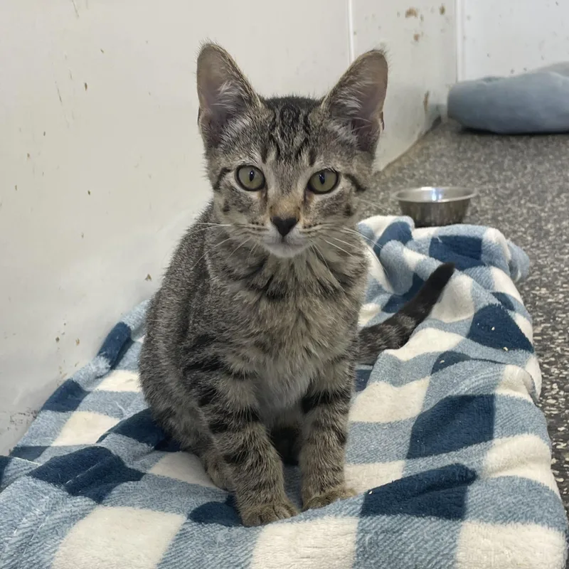 A baby medium-sized male Tabby cat named Oliver for adoption in McKenzie, TN