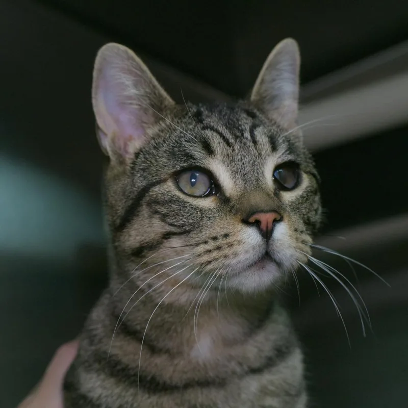 A baby medium-sized male Domestic Short Hair cat named Hawthorne for adoption in Shoreline, WA