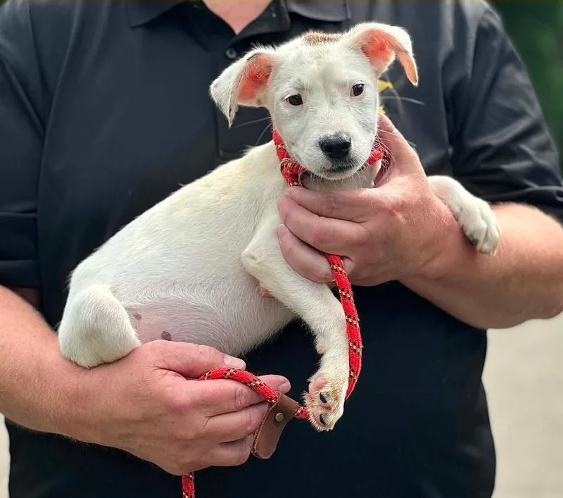 A baby medium-sized male White / Cream Australian Cattle Dog / Blue Heeler dog named Kirk for adoption in Millfield, OH