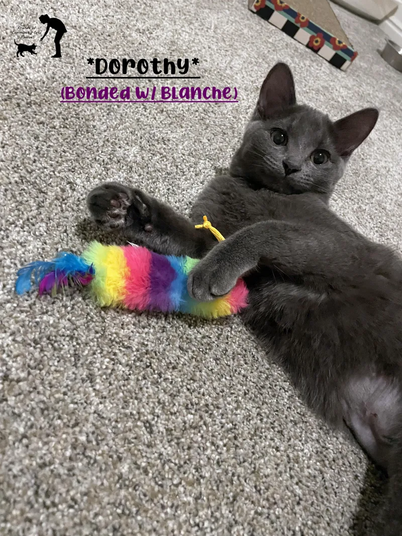 A young medium-sized female Gray / Blue / Silver Domestic Short Hair cat named Dorothy for adoption in Centerville, UT