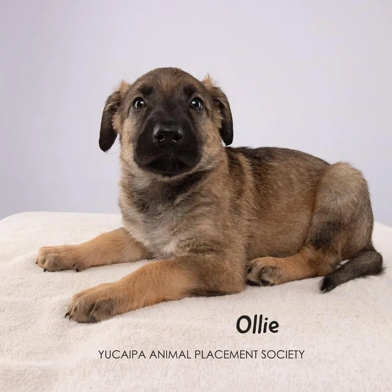 A baby medium-sized male Brown / Chocolate Shepherd dog named Ollie for adoption in Yucaipa, CA
