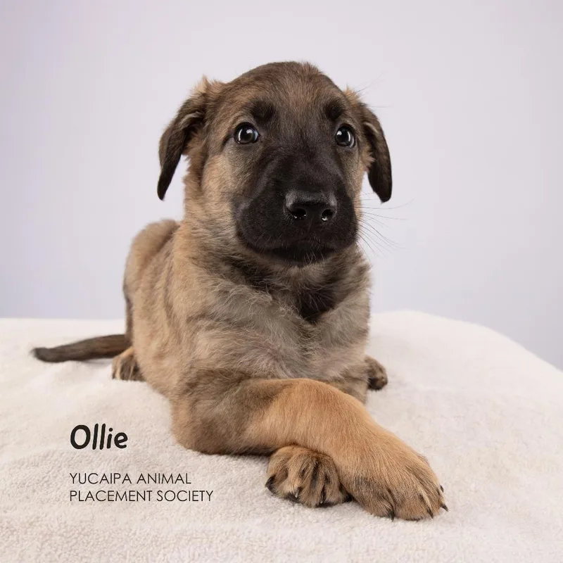 Ollie thumbnail 3