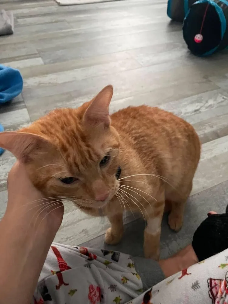 An adult small-sized male Tabby (Orange / Red) Domestic Short Hair cat named Cheetos for adoption in Orlando, FL
