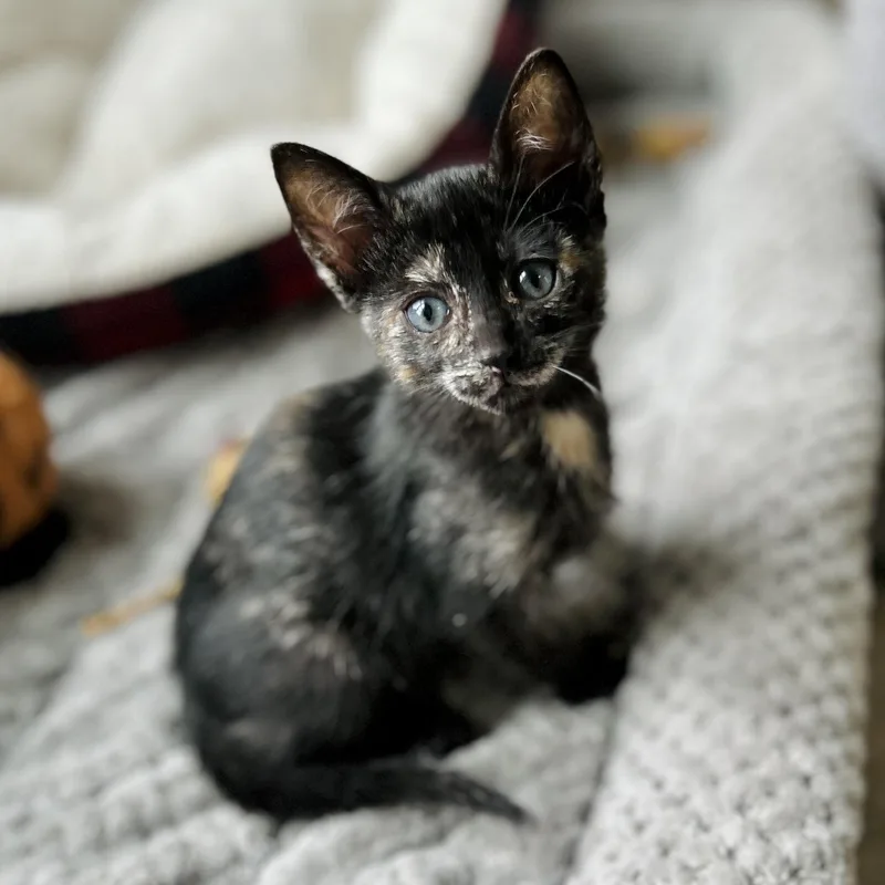 A baby small-sized female Tortoiseshell American Shorthair cat named Lune for adoption in Seguin, TX