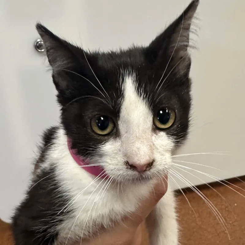 A baby small-sized female Gray / Blue / Silver Domestic Short Hair cat named Junie B. Jones for adoption in Santa Barbara, CA