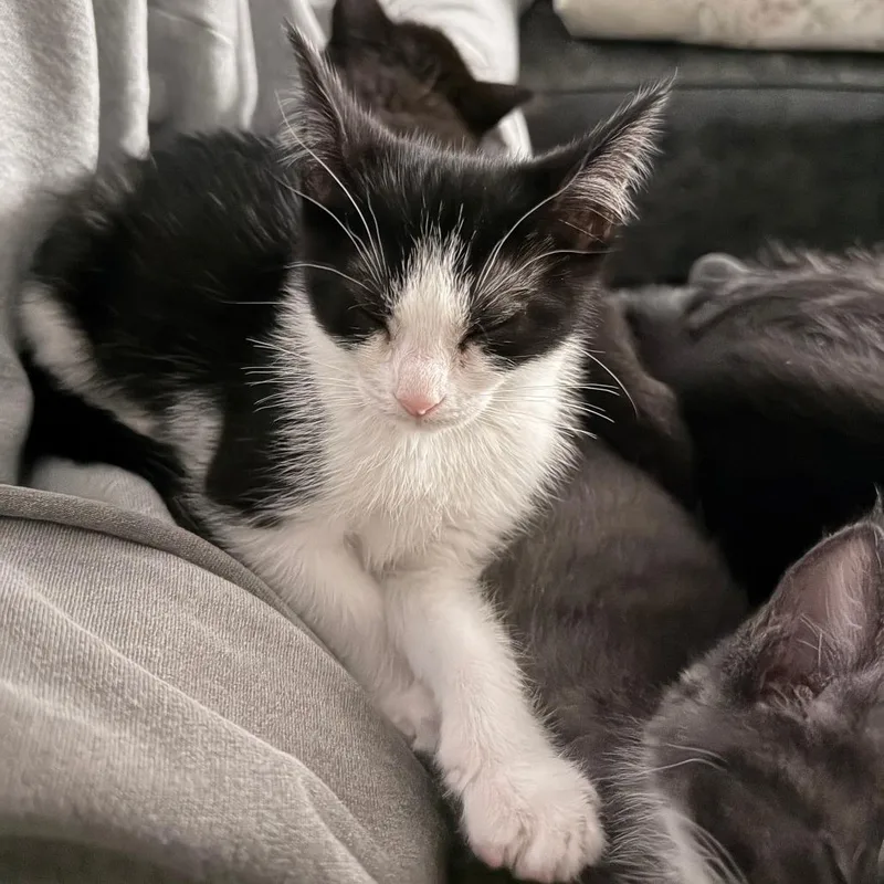 A baby small-sized female White Domestic Short Hair cat named Moo C for adoption in Princeton, MN