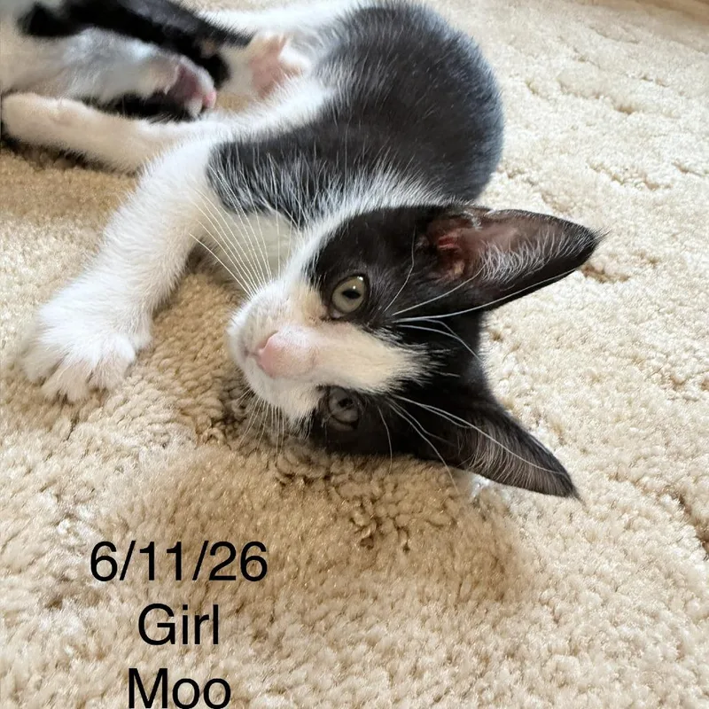 Moo C thumbnail 2