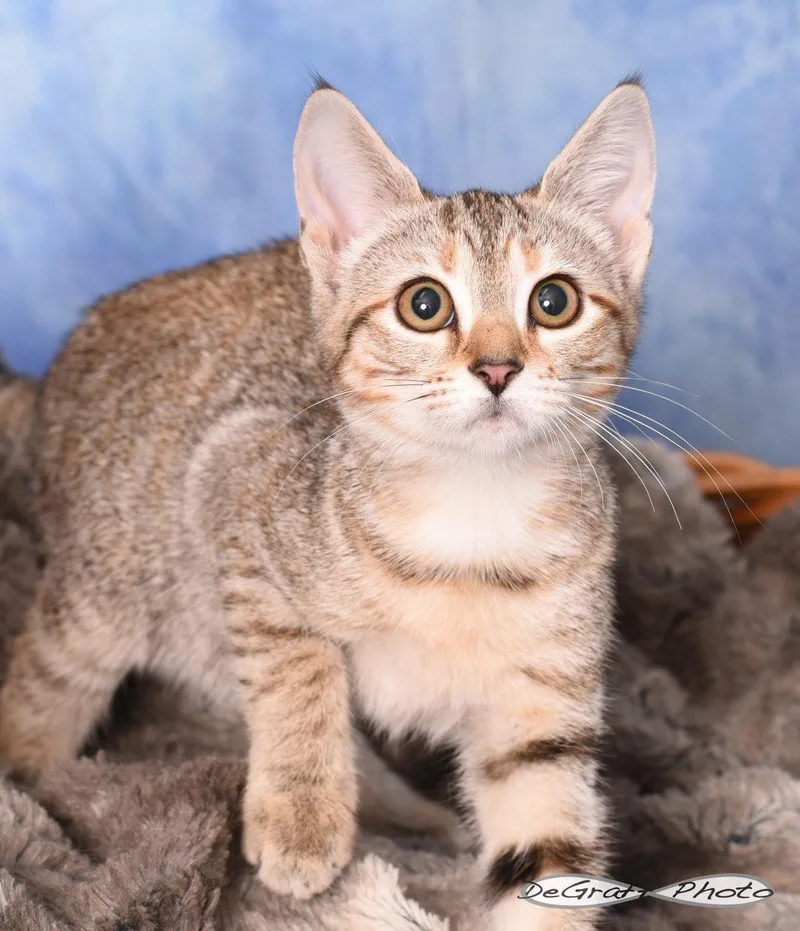 A young medium-sized female Domestic Short Hair cat named Nia for adoption in Pittsboro, NC