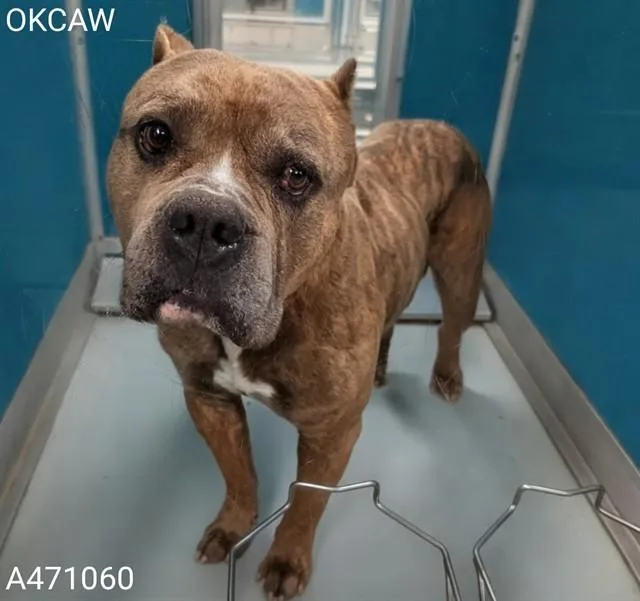 An adult medium-sized male Pit Bull Terrier dog named Shiner for adoption in Oklahoma City, OK
