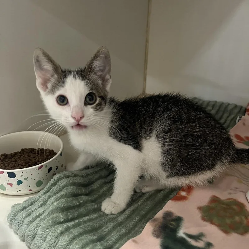 A baby small-sized male Brown / Chocolate Domestic Short Hair cat named Bruno for adoption in Hinsdale, IL