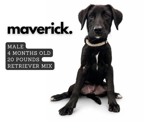 Maverick