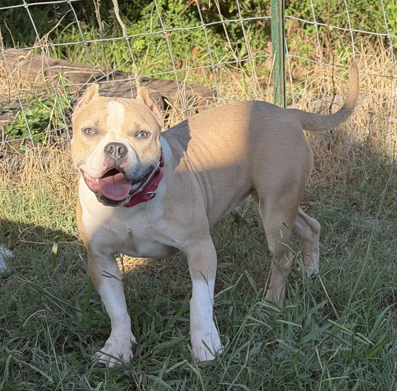A young medium-sized female American Bully dog named Echo for adoption in Maryville, TN