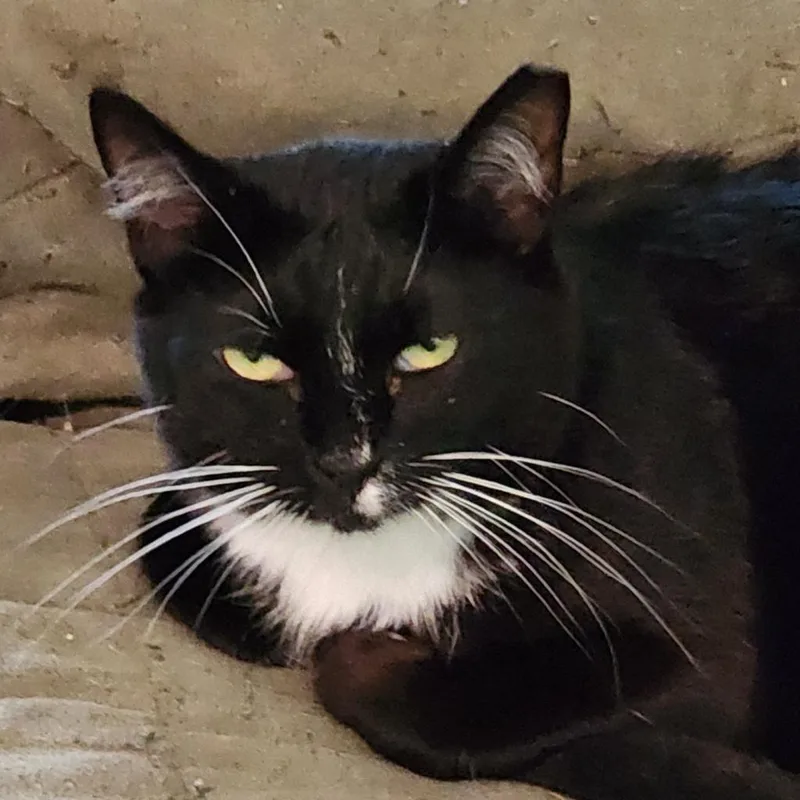 Veronica thumbnail 2